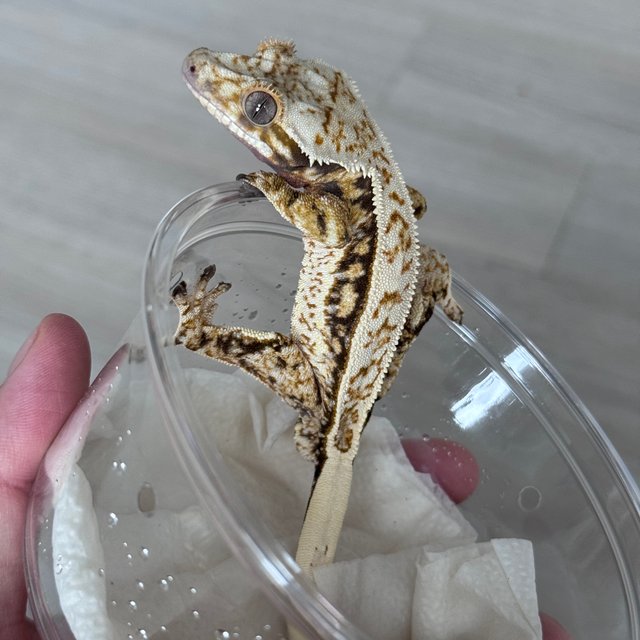 노멀 쿼드 핀스트라이프