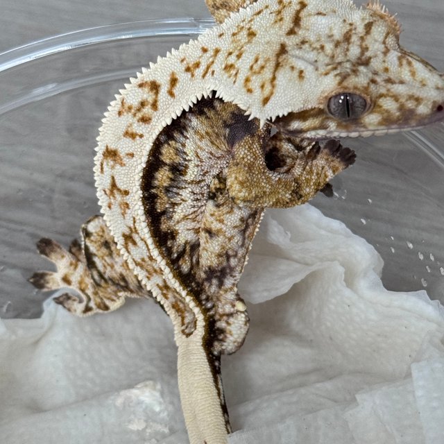 노멀 쿼드 핀스트라이프 풀핀