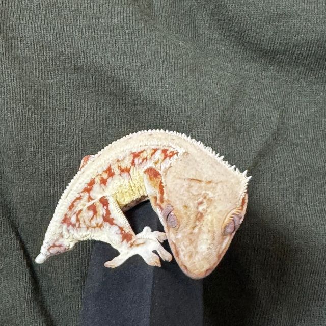 릴리화이트 바이