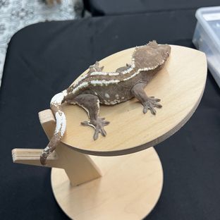 아잔틱