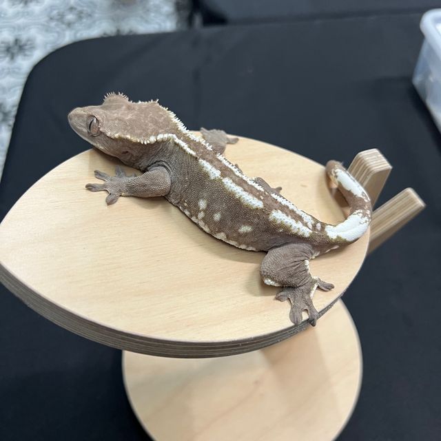 아잔틱