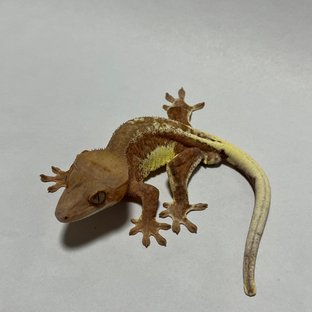 레드 프라푸치노