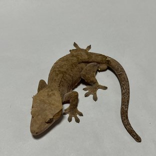 패턴리스 카푸치노