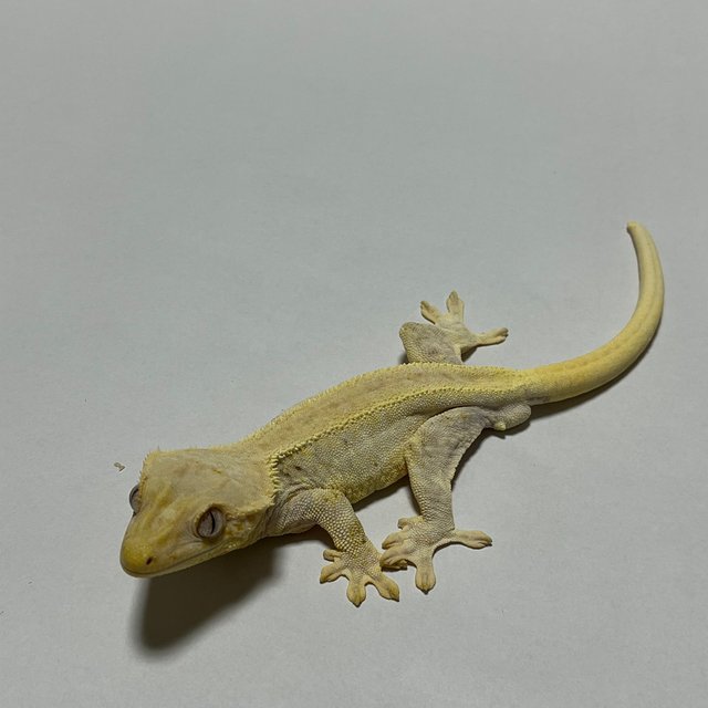 릴리화이트 솔리드백