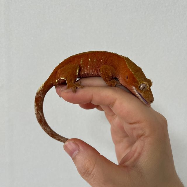 바이 레드