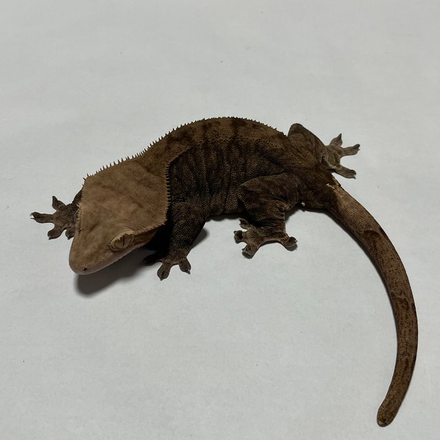 다크 카푸치노 챠콜