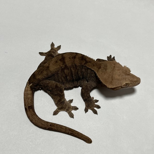 다크 카푸치노 챠콜