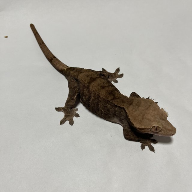 다크 카푸치노 챠콜