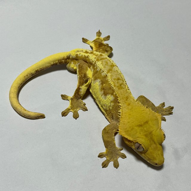 크림 릴리화이트