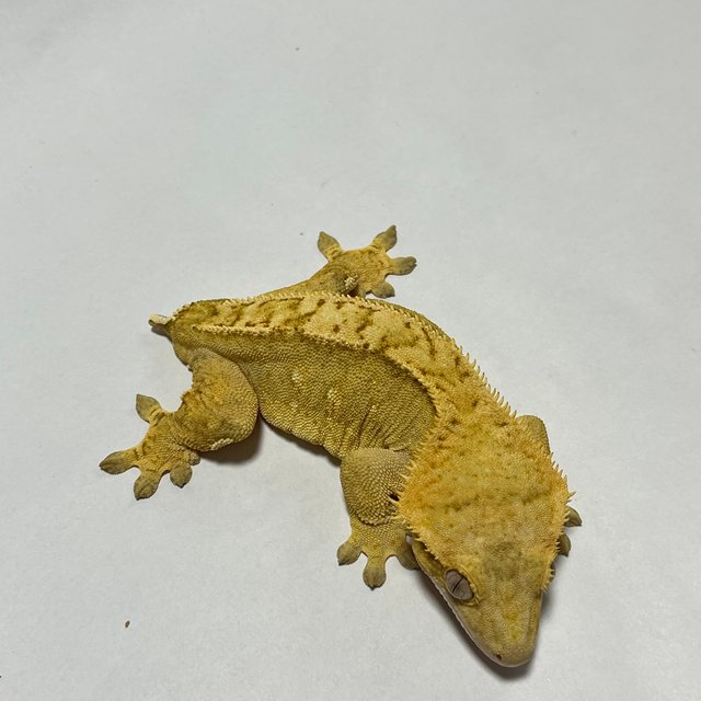 옐로우 크림시클