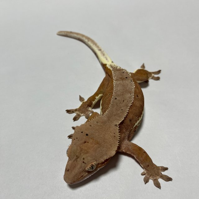 레드 팬텀 릴리화이트