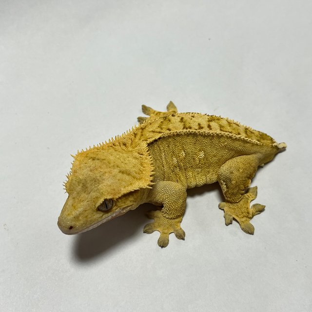 옐로우 크림시클