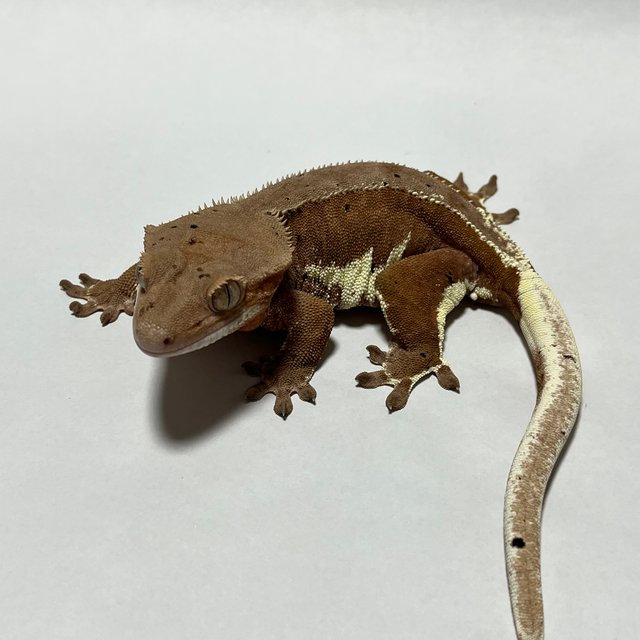 레드 팬텀 릴리화이트