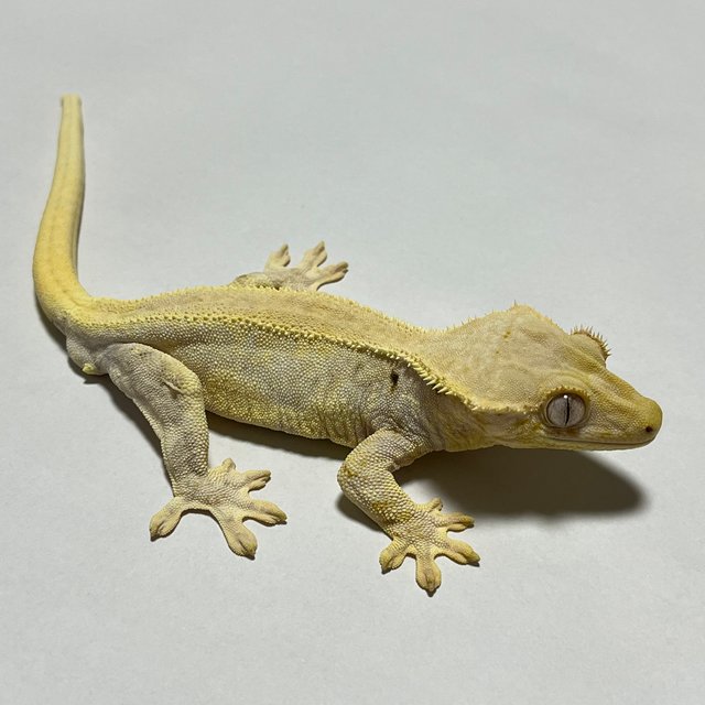 릴리화이트 솔리드백