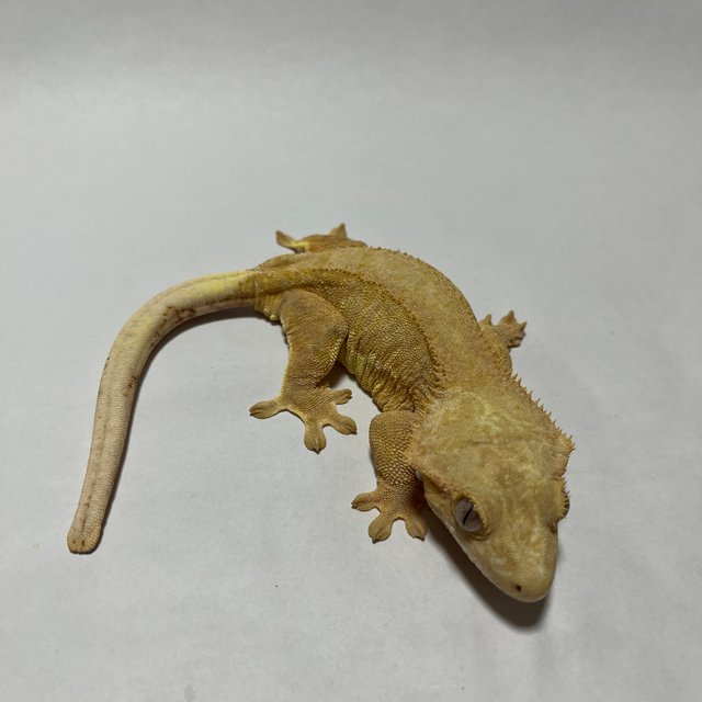 크림 옐로우 릴리화이트 팬텀