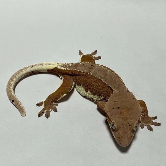 레드 팬텀 릴리화이트