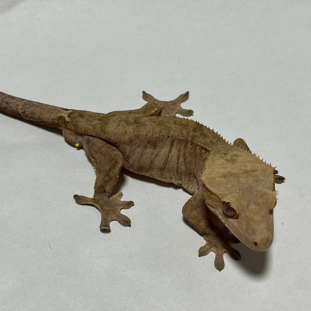 패턴리스 카푸치노