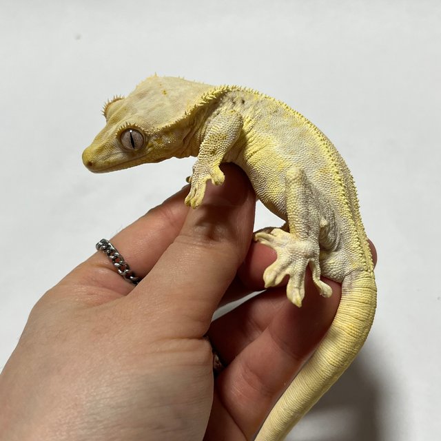 릴리화이트 솔리드백