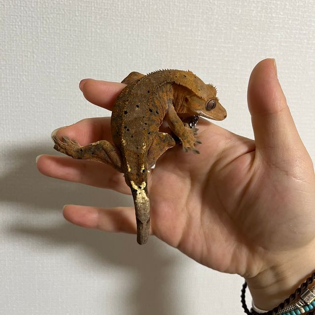 카푸치노 텐저린 할로윈 달마시안