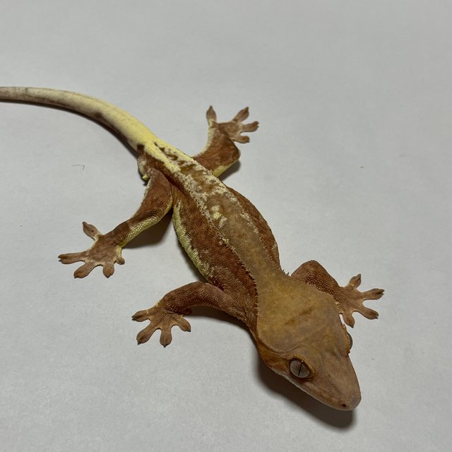 레드 프라푸치노