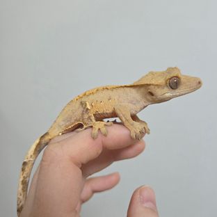 노멀 옐로우