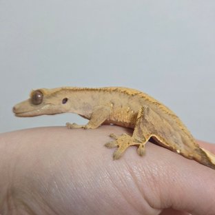 노멀 옐로우