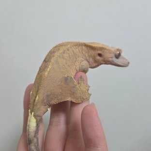 텐저린 카푸치노