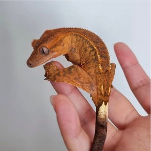 텐저린 카푸치노