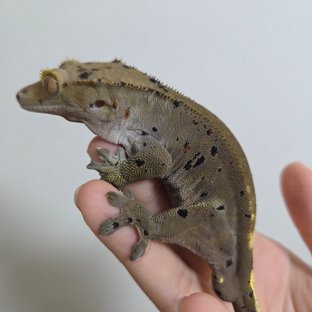 카푸치노 달마시안 슈퍼달마시안