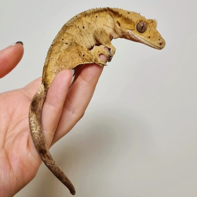 노멀 달마시안