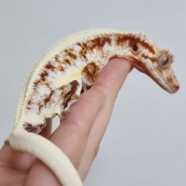 레드 릴리화이트
