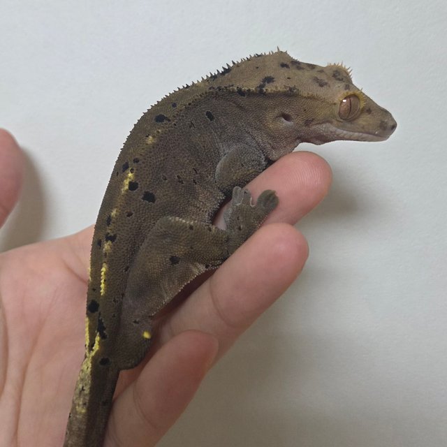 카푸치노 달마시안 슈퍼달마시안