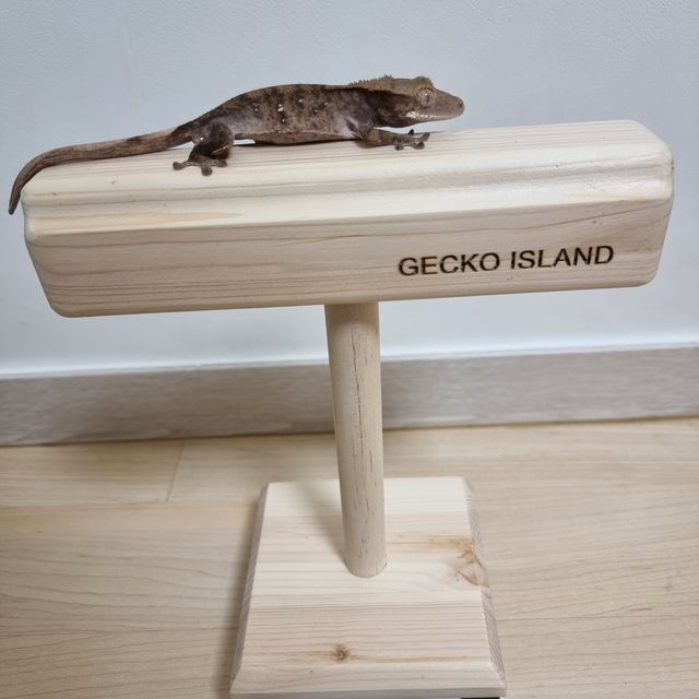 벅스킨 다크