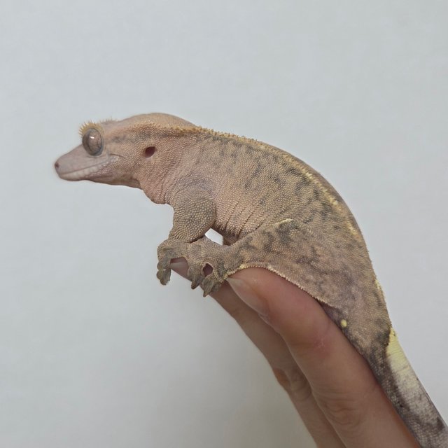 텐저린 카푸치노