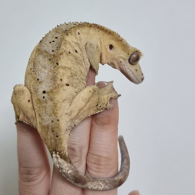 달마시안 슈퍼달마시안