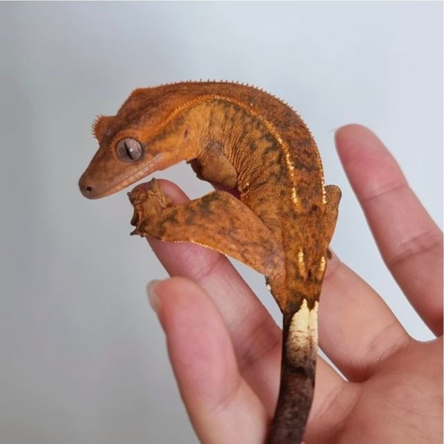 텐저린 카푸치노