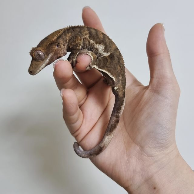 다크 팬텀 릴리화이트