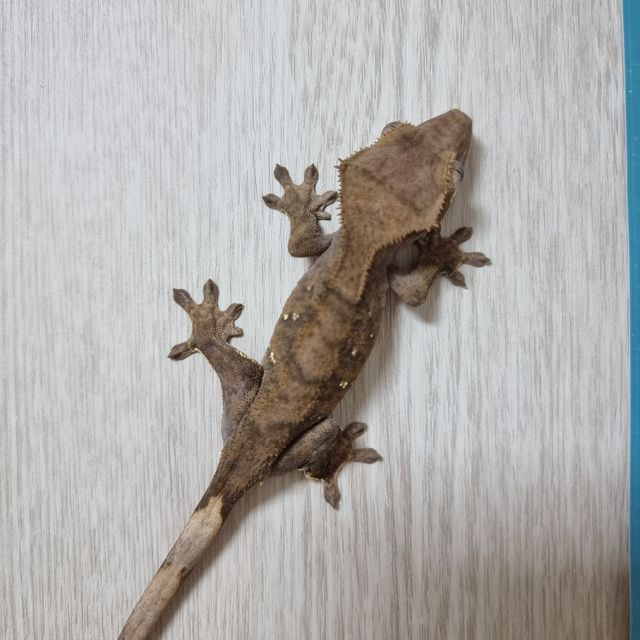 벅스킨 다크