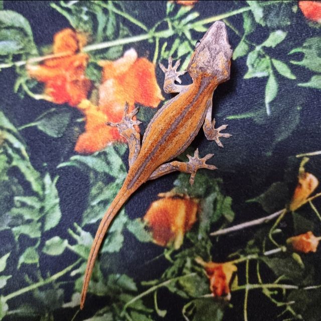 오렌지 스트라이프
