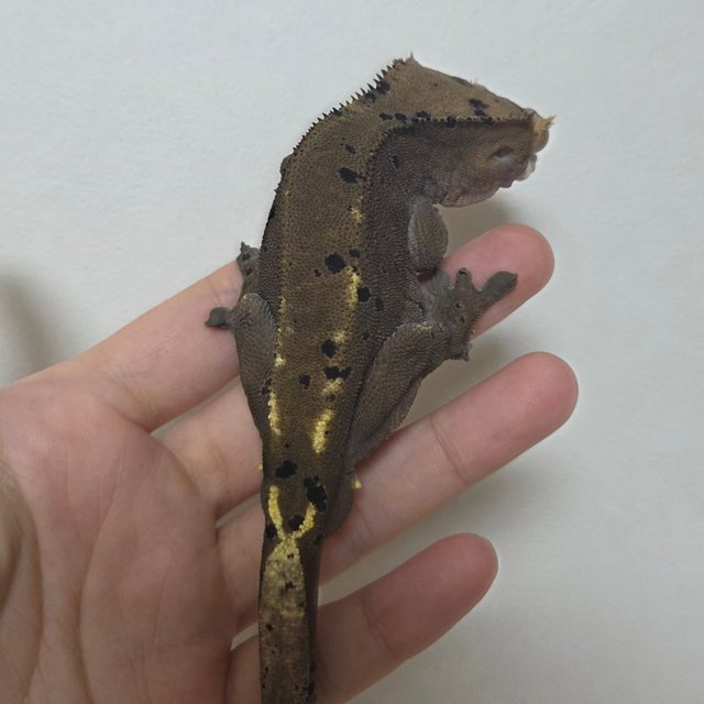 카푸치노 달마시안 슈퍼달마시안