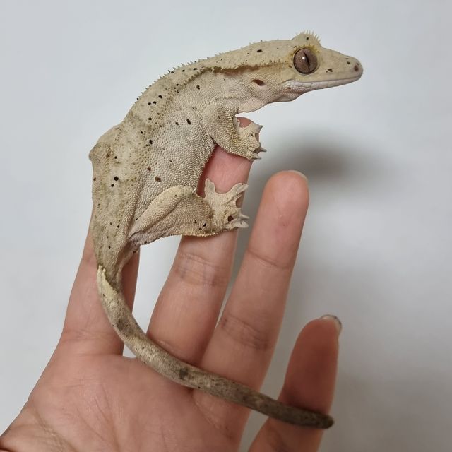 노멀 달마시안