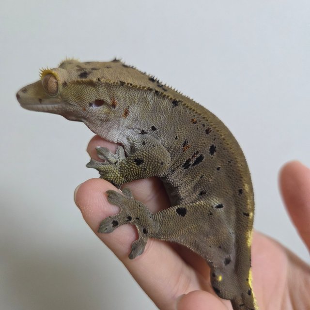 카푸치노 달마시안 슈퍼달마시안