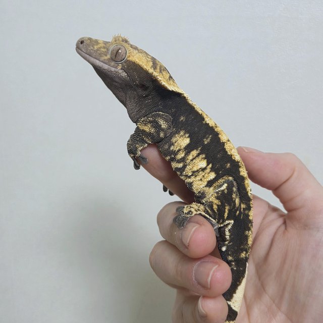 노멀 익스트림할리퀸