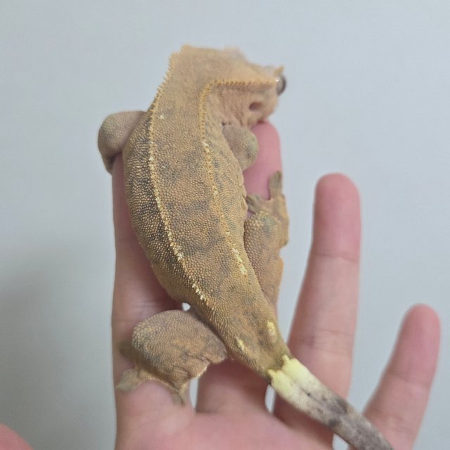 텐저린 카푸치노