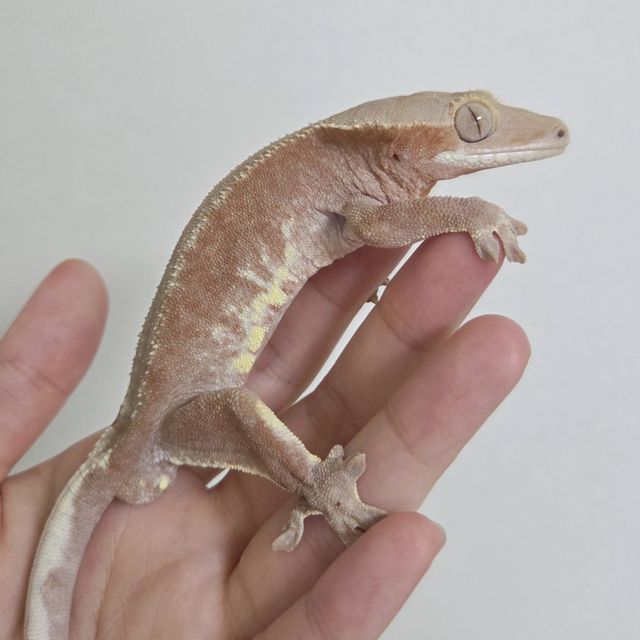 레드 팬텀 릴리화이트