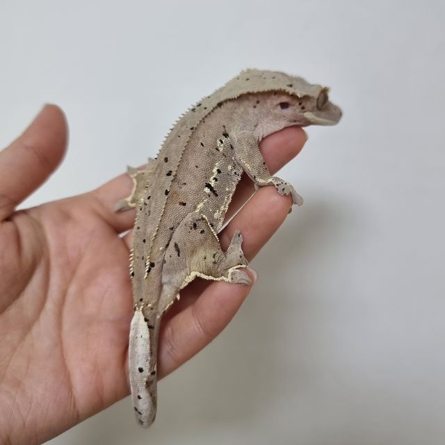 레드 달마시안 슈퍼달마시안