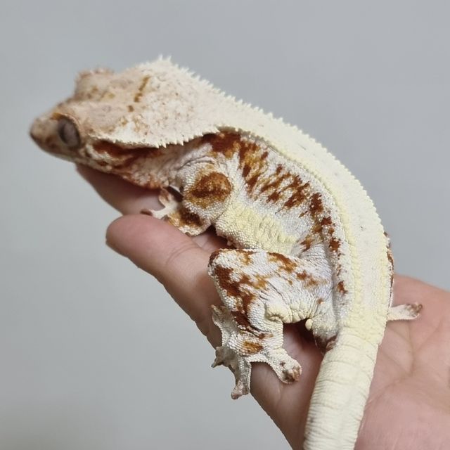 레드 릴리화이트