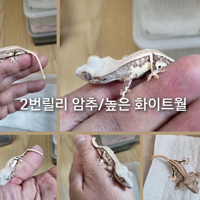 릴리화이트