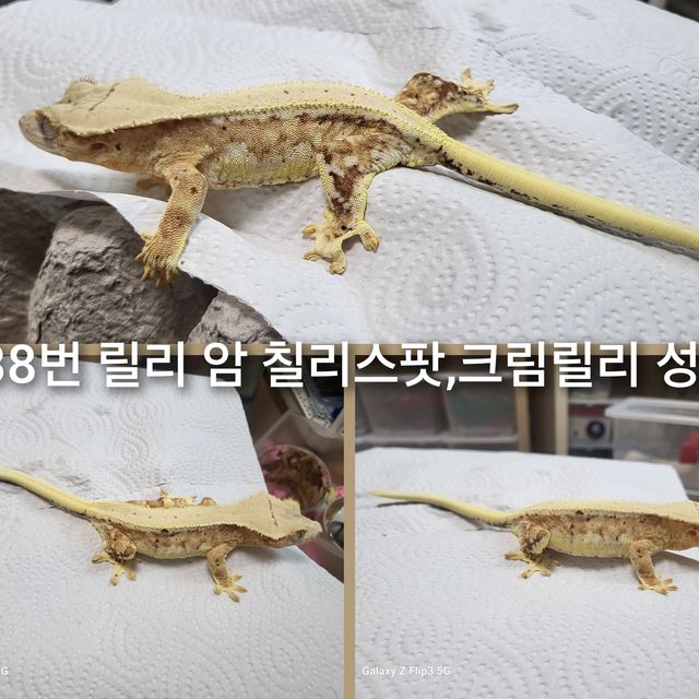 릴리화이트 브린들 플레임 크림
