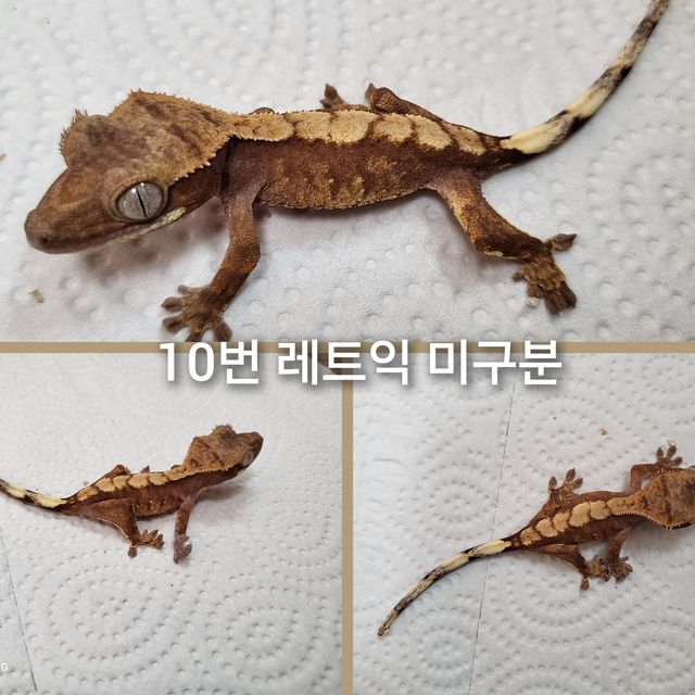 트라이